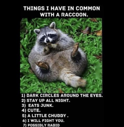 are you a raccoon meme|cute raccoon memes.